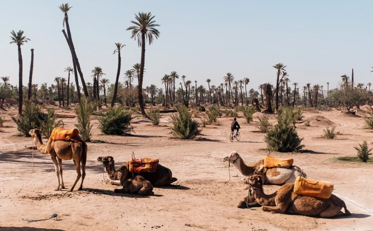 disparo-de-gran-angular-de-varios-camellos-sentados-junto-los-arboles-del-desierto
